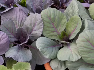 Junge Blauer-Kohlrabi-Pflanzen mit großen grünen Blättern und violetten Blattadern im Gemüsebeet.