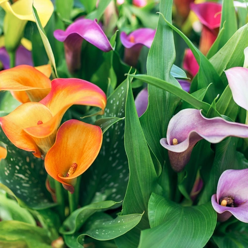 Das Bild zeigt bunte Zimmercalla-Blüten in Orange, Lila, Gelb und Weiß, umgeben von grünen, gesprenkelten Blättern.