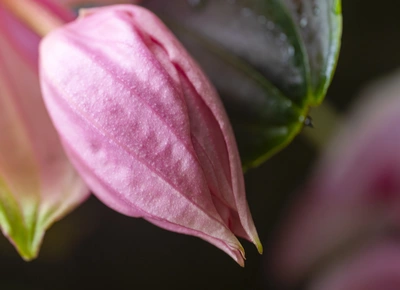 Extreme Nahaufnahme einer Medinille-Blütenknospe in zartem Rosa, neben einem grünen Blatt