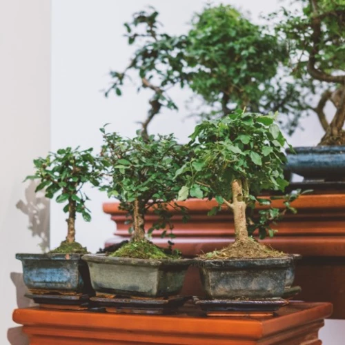  Vier Bonsai-Bäume (vermutlich Sageretia theezans und Chinesische Ulme) auf Holzständern