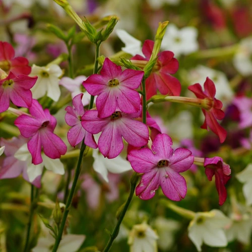 Blühender Ziertabak (Nicotiana alata) mit pinkfarbenen, sternförmigen Blüten im Vordergrund, umgeben von weiteren weißen und rosa Blüten.