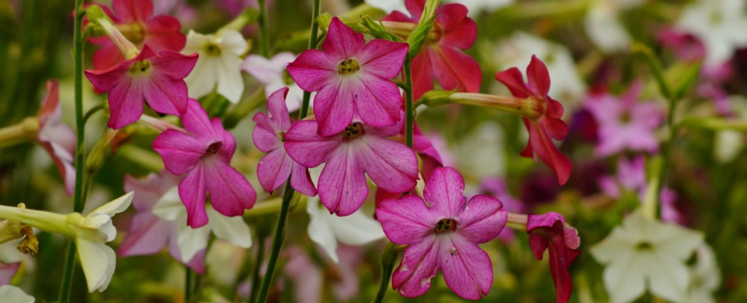 Blühender Ziertabak (Nicotiana alata) mit pinkfarbenen, sternförmigen Blüten im Vordergrund, umgeben von weiteren weißen und rosa Blüten.