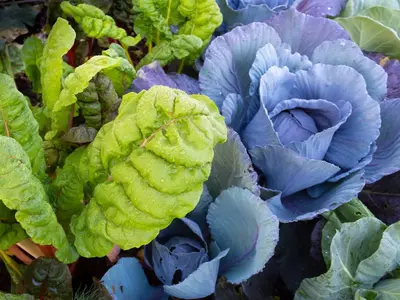 Blaukraut wächst im Beet neben frischem Mangold mit hellgrünen Blättern.