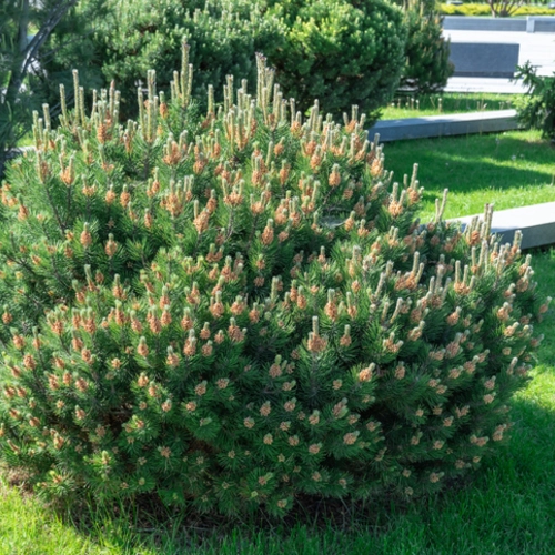 Runde Bergkiefer (Pinus mugo mughus) in voller Blüte auf einer grünen Rasenfläche.