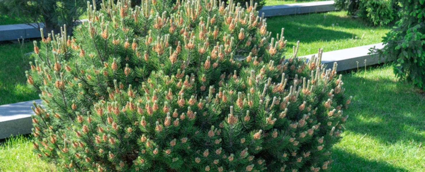 Runde Bergkiefer (Pinus mugo mughus) in voller Blüte auf einer grünen Rasenfläche.