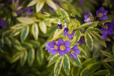 Nahaufnahme der panaschierten Jakobsleiter Polemonium reptans mit violettblauen Blüten und gelb-grün gemusterten Blättern.