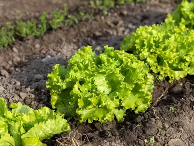 Reihe von grünem Batavia-Salat auf dem Feld.