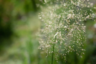 Nahaufnahme der filigranen Blüte einer Deschampsia cespitosa.