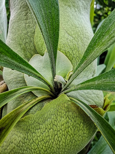 Detailaufnahme eines fertilen Wedels eines Geweihfarns (Platycerium) mit Wassertropfen.