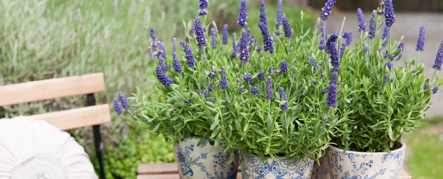 Mehrere Töpfe mit blühendem violettem Lavendel stehen auf einem Holztisch im Garten. Die Töpfe haben ein blau-weißes Muster. Daneben liegen eine Zeitschrift und ein Kissen auf einer Holzbank. Im Hintergrund wachsen grüne Pflanzen und Gräser.