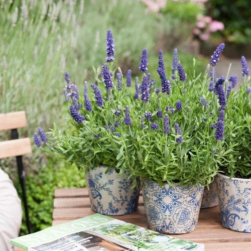Mehrere Töpfe mit blühendem violettem Lavendel stehen auf einem Holztisch im Garten. Die Töpfe haben ein blau-weißes Muster. Daneben liegen eine Zeitschrift und ein Kissen auf einer Holzbank. Im Hintergrund wachsen grüne Pflanzen und Gräser.