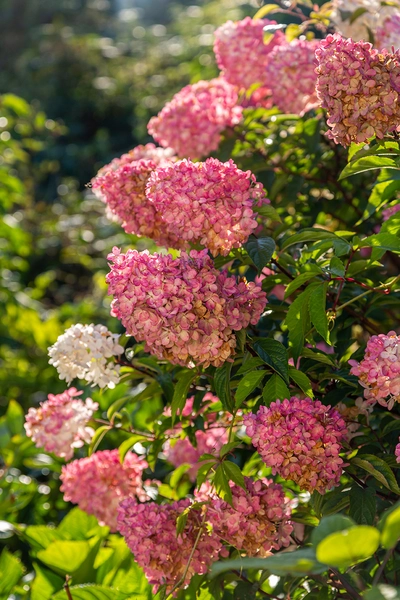 Pinkfarbene Rispenhortensien blühen im Sonnenlicht.
