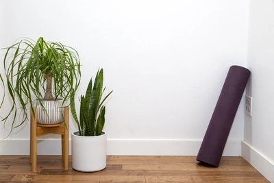 Ein Elefantenfuß im Blumentopf auf einem Holzständer neben einer Zimmerpflanze und einer lilafarbenen Yogamatte an der Wand
