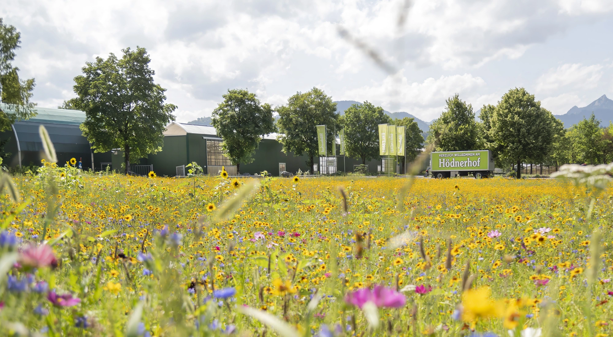 Man sieht eine große bunte Blumenwiese vor dem Eingang der Erlebnisgärtnerei Hödnerhof.