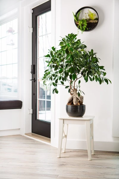 Großer Ficus Bonsai auf einem weißen Hocker in einem hellen Raum