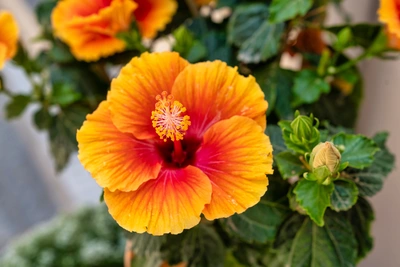 Das Bild zeigt eine auffällige Zimmerhibiskus-Blüte in kräftigem Orange mit einem rötlichen Zentrum und gelben Staubgefäßen, umgeben von grünem Laub und Knospen.