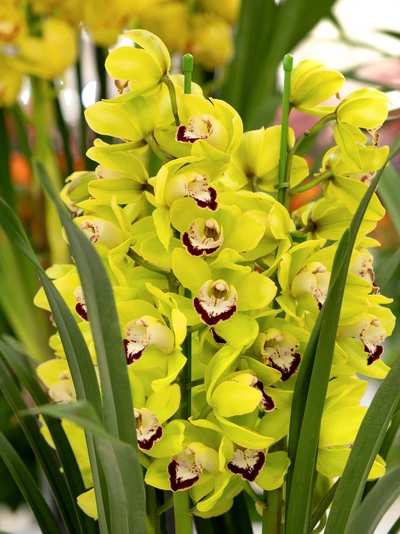 Ein leuchtend gelbes Cymbidium-Orchideenbündel mit dicht gedrängten Blüten und langen, schmalen Blättern