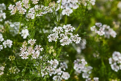 Blühender Koriander mit feinen, weißen bis zartrosa Blütendolden auf filigranen, grünen Stängeln. Die Blüten sind zahlreich und dicht angeordnet, während der Hintergrund aus weiteren unscharfen Korianderpflanzen besteht.