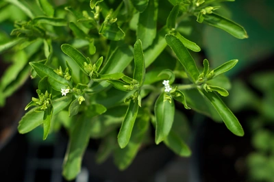 Kleine weiße Blüten erscheinen an den Spitzen der grünen Blätter des Süßkrauts (Stevia rebaudiana). Die Pflanze wirkt gesund und gut gepflegt, mit einer klaren Struktur und frischem Wachstum.