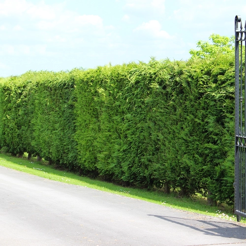 Dichte, grüne Leylandii-Hecke entlang einer asphaltierten Einfahrt, mit einem schwarzen, schmiedeeisernen Tor am rechten Bildrand.