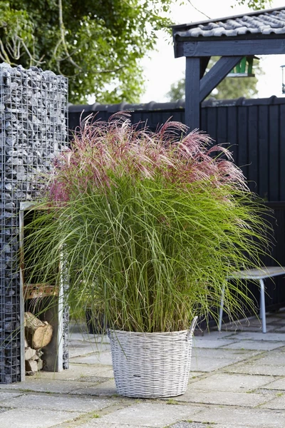 Chinaschilf 'Red Cloud' im weißen Pflanzkorb auf Terrasse