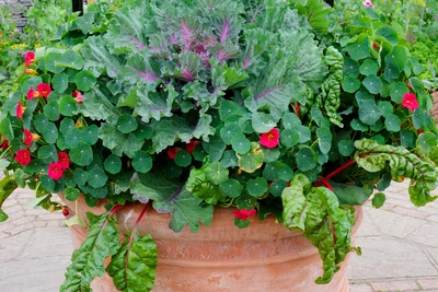 Ein großer Terrakotta-Topf, bepflanzt mit essbarer pinker Kapuzinerkresse, Mangold und Zierkohl, dekoriert einen sonnigen Balkon oder Garten. Die farbenfrohe Kombination ist sowohl dekorativ als auch nützlich in der Küche.