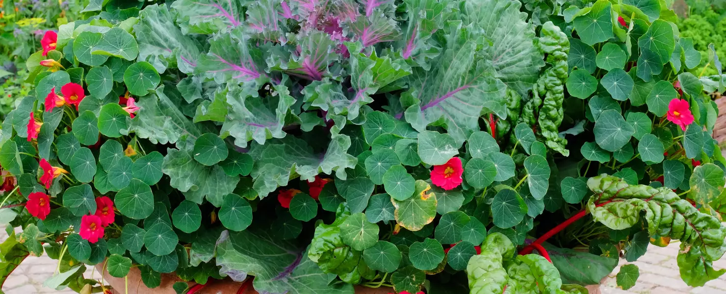 Ein großer Terrakotta-Topf, bepflanzt mit essbarer pinker Kapuzinerkresse, Mangold und Zierkohl, dekoriert einen sonnigen Balkon oder Garten. Die farbenfrohe Kombination ist sowohl dekorativ als auch nützlich in der Küche.