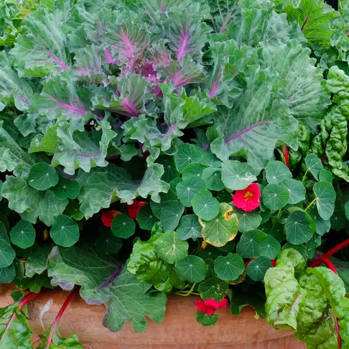 Ein großer Terrakotta-Topf, bepflanzt mit essbarer pinker Kapuzinerkresse, Mangold und Zierkohl, dekoriert einen sonnigen Balkon oder Garten. Die farbenfrohe Kombination ist sowohl dekorativ als auch nützlich in der Küche.