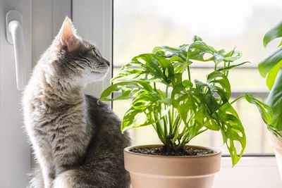 Monstera adansonii - Monkey Leaf mit Katze