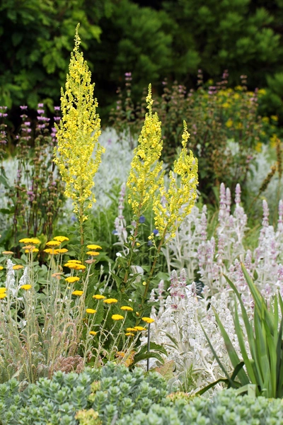 Königskerzen (Verbascum) in voller Blüte, die mit ihren gelben Blütenständen zwischen anderen bunten Pflanzen in einem Garten wachsen. Die Blütenstände ragen hoch über die anderen Pflanzen und sind von grünen Blättern umgeben.