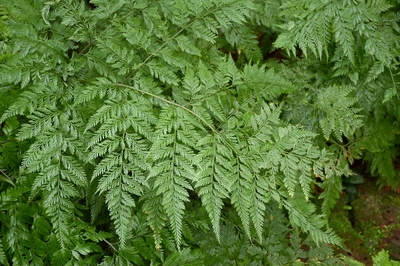 Dichtes, grünes Blattwerk eines Kobrafarns (Davallia).