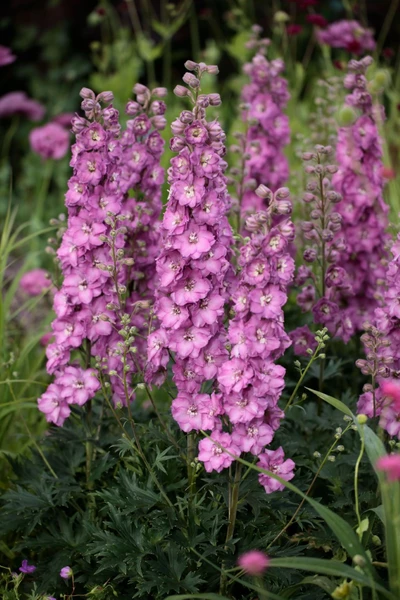 Rosa blühender Rittersporn (Delphinium) mit dichten Blütenständen in einem Gartenbeet.