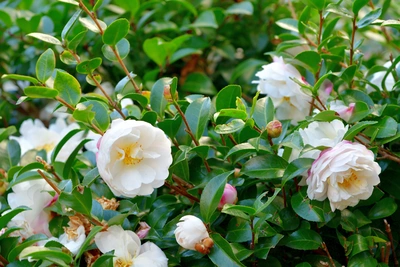Eine Kamelienpflanze mit weißen Blüten und dunkelgrünen, glänzenden Blättern