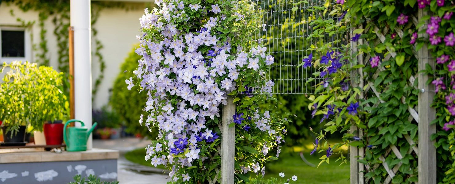 Mehrere Clematis-Hybriden in verschiedenen Blütenfarben beranken einen Gartenzaun und bilden einen üppigen, farbenfrohen Blickfang.