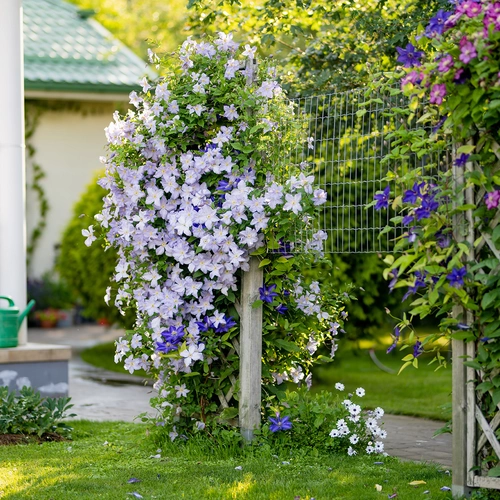 Mehrere Clematis-Hybriden in verschiedenen Blütenfarben beranken einen Gartenzaun und bilden einen üppigen, farbenfrohen Blickfang.