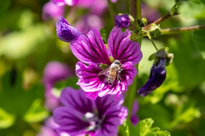 Eine Honigbiene sammelt Nektar auf einer violett gefärbten Blüte der Mauretanischen Malve. Die Blüte zeigt dunkle Adern, während der Hintergrund aus weiteren Blüten und grünem Laub besteht.