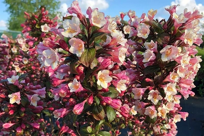 Weigelie 'Vintage Love' mit dunklem Laub und rosa-weißen Blüten im Garten.