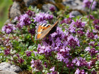 Ein Kleiner Fuchs-Schmetterling sitzt auf blühendem Quendel-Arzneithymian mit dichten, lila Blüten. Der Schmetterling hat orange-schwarze Flügel mit blauen Flecken. Im Hintergrund sind Felsen und weitere Pflanzen sichtbar.