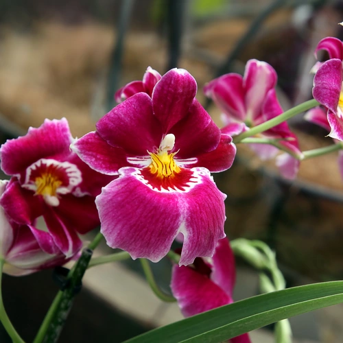 Das Bild zeigt eine Gruppe von Veilchenorchideen mit magentafarbenen Blüten, die eine weiße Umrandung und ein leuchtend gelbes Zentrum aufweisen, umgeben von grünen Blättern.