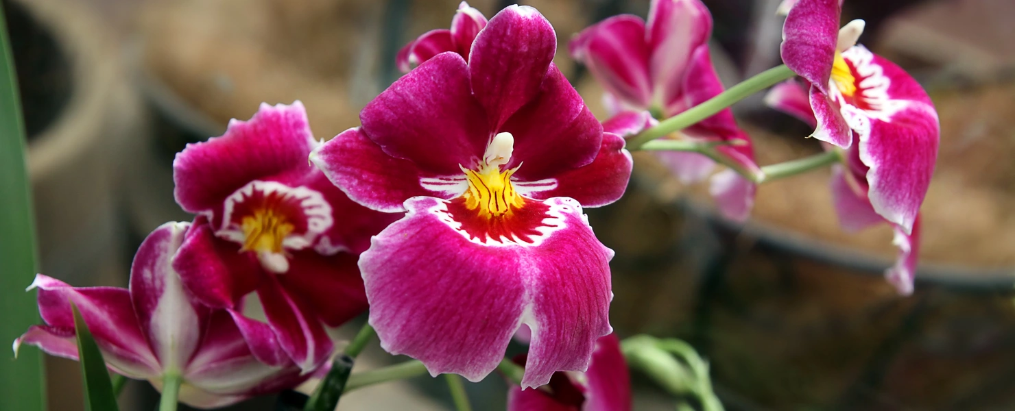 Das Bild zeigt eine Gruppe von Veilchenorchideen mit magentafarbenen Blüten, die eine weiße Umrandung und ein leuchtend gelbes Zentrum aufweisen, umgeben von grünen Blättern.