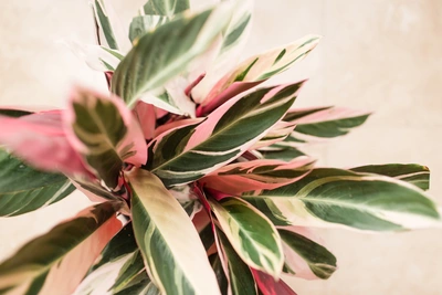 Korbmaranthe (Calathea) mit farbenfrohen Blättern in Grüntönen, Creme und Rosa, die ein lebendiges Muster bilden