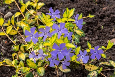 Blühendes Kleines Immergrün (Vinca minor) mit zahlreichen violett-blauen Blüten und dekorativ gelb-grün panaschierten Blättern im Beet.