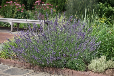 Ein großer, blühender Lavendelstrauch wächst an einem gepflasterten Gartenweg, umgeben von weiteren Pflanzen. Im Hintergrund sind eine Metallbank und pink blühende Stauden zu sehen.