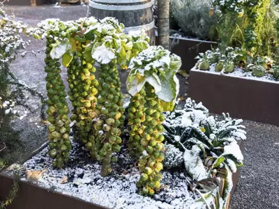 Rosenkohl (Sprossenkohl) in einem Hochbeet während des Winters.