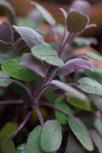 Nahaufnahme von Hexen-Salbei mit grünen und violetten, fein strukturierten Blättern. Die Oberfläche der Blätter ist von winzigen Härchen bedeckt, die Licht reflektieren. Die Pflanze wächst in einem natürlichen Umfeld mit weichem, unscharfem Hintergrund.