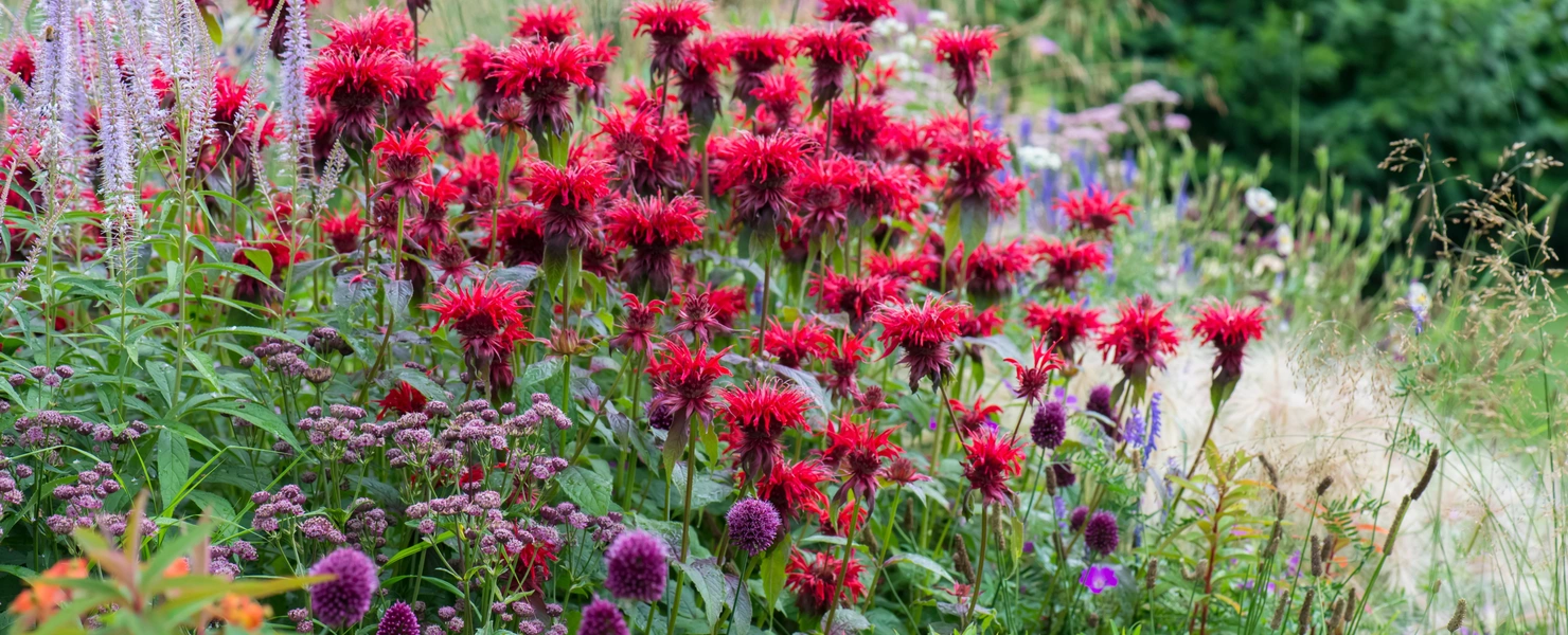 Eine üppige Gartenlandschaft mit leuchtend roten Goldmelissen in voller Blüte. Dazwischen wachsen violette und rosafarbene Blumen. Im Hintergrund ist eine grüne Wiese mit verschiedenen Pflanzen und Gräsern zu sehen.
