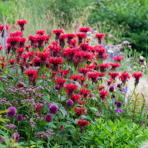 Eine üppige Gartenlandschaft mit leuchtend roten Goldmelissen in voller Blüte. Dazwischen wachsen violette und rosafarbene Blumen. Im Hintergrund ist eine grüne Wiese mit verschiedenen Pflanzen und Gräsern zu sehen.