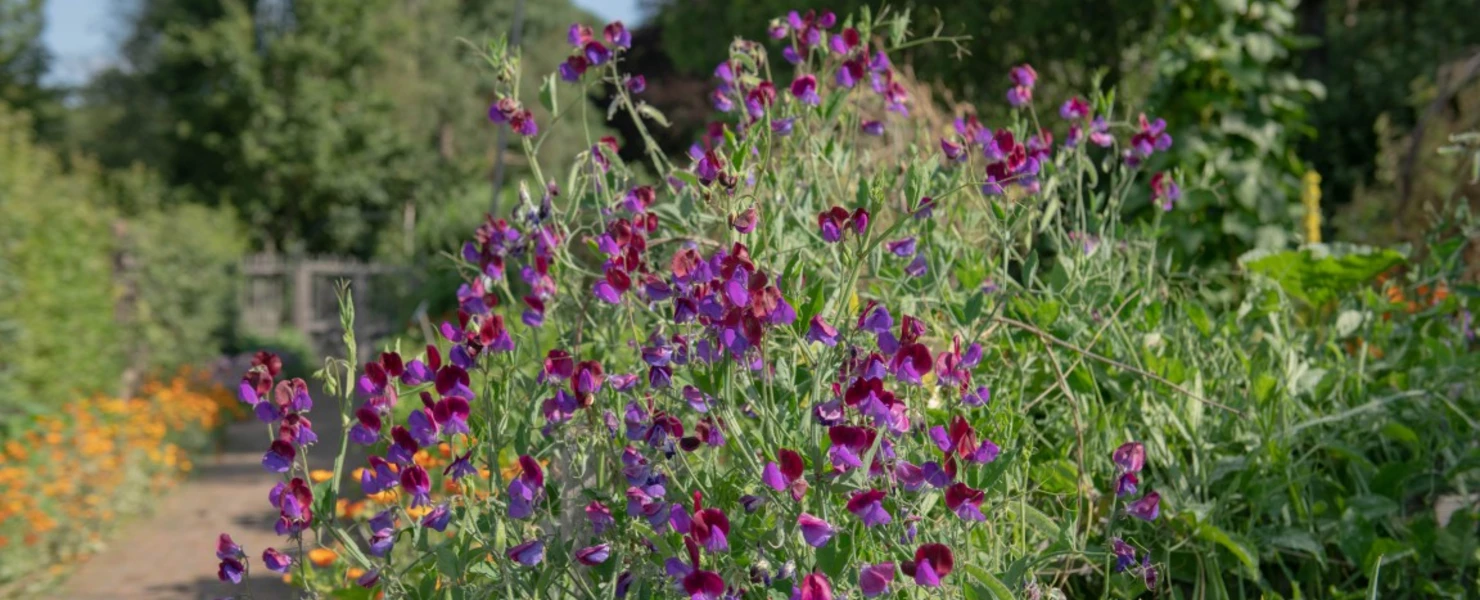 Üppig blühende Duftende Wicke (Lathyrus odoratus) mit zahlreichen violett-purpurfarbenen Blüten entlang eines sonnigen Gartenwegs.
