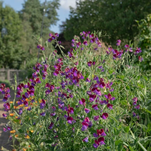 Üppig blühende Duftende Wicke (Lathyrus odoratus) mit zahlreichen violett-purpurfarbenen Blüten entlang eines sonnigen Gartenwegs.