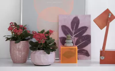Zwei kleine Töpfe mit Christusdorn, arrangiert auf einem Regal, dekoriert mit minimalistischen Kunstwerken und einer Lampe